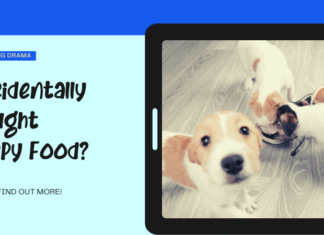 Help! I Accidentally Bought Puppy Food – Is It Safe for Adult Dogs? Accidentally Purchased Puppy Food : r/dogs