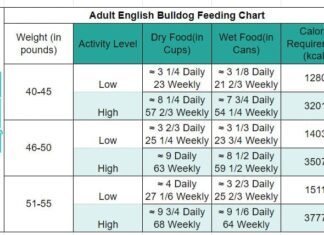 Complete English Bulldog Feeding Chart: Your Ultimate Guide to Proper Nutrition How Much To Feed Your Bulldog Puppy