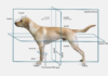 Understanding the Lateral Dog: A Complete Guide to Canine Side Movement and Anatomy Lateral