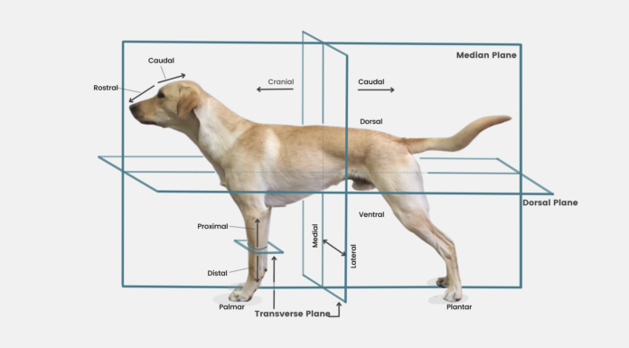 Understanding the Lateral Dog: A Complete Guide to Canine Side Movement and Anatomy Lateral