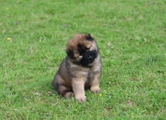 Adorable and Easy-to-Remember: Best 3 Letter Dog Names for Your Furry Friend 100 Best 3 Letter Dog Names In 2024