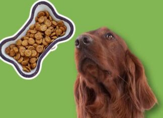 The Ultimate Guide: Best Food for Irish Setter – Keep Your Red Beauty Healthy and Happy Food options for Setters? : r/irishsetter