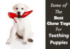 10 Best Toys for Puppies Teething: Ultimate Guide to Soothe Your Pup’s Gums What chew toys best helped your pup when they were teething? : r/puppy101