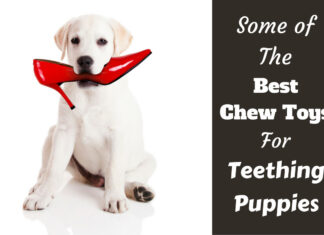 10 Best Toys for Puppies Teething: Ultimate Guide to Soothe Your Pup’s Gums What chew toys best helped your pup when they were teething? : r/puppy101