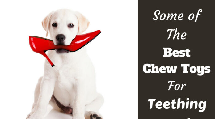 10 Best Toys for Puppies Teething: Ultimate Guide to Soothe Your Pup’s Gums What chew toys best helped your pup when they were teething? : r/puppy101