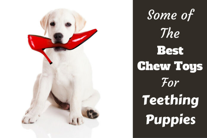 What chew toys best helped your pup when they were teething? : r/puppy101