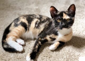 Understanding the Unique Charm of Mostly Black Calico Cats: A Rare Beauty Is she tortie or calico? She is mainly black like a tortie but does has a tiny bit of white on her. What do you think?