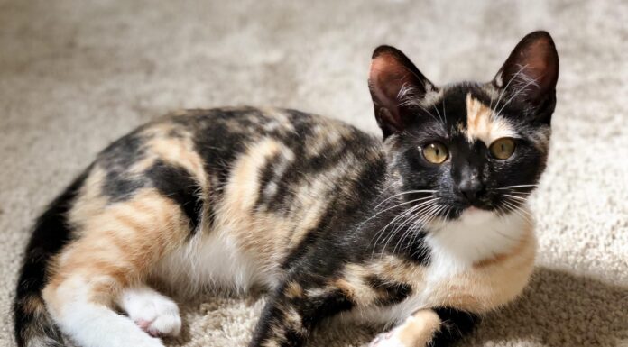 Understanding the Unique Charm of Mostly Black Calico Cats: A Rare Beauty Is she tortie or calico? She is mainly black like a tortie but does has a tiny bit of white on her. What do you think?