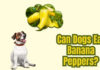 Help! My Dog Ate Banana Pepper – Should I Be Worried? He ate a piece of pickled banana pepper that fell off my pizza