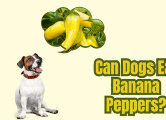 Help! My Dog Ate Banana Pepper – Should I Be Worried? He ate a piece of pickled banana pepper that fell off my pizza