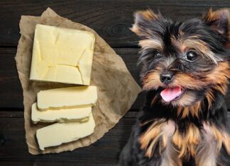 Can Dogs Have Cookie Butter? A Tasty but Risky Treat for Your Furry Friend My dog ate some biscoff cookie butter of the floor and he has been passing gas and had runny bowels ever since. 56 lbs.