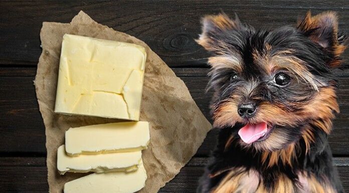 Can Dogs Have Cookie Butter? A Tasty but Risky Treat for Your Furry Friend My dog ate some biscoff cookie butter of the floor and he has been passing gas and had runny bowels ever since. 56 lbs.