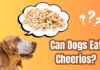 Can Dogs Eat Cheerios and Milk? A Complete Guide to This Popular Breakfast Combo Is it okay to feed my dog Cheerios?