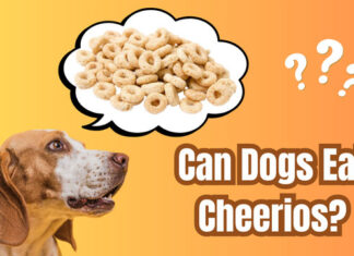 Can Dogs Eat Cheerios and Milk? A Complete Guide to This Popular Breakfast Combo Is it okay to feed my dog Cheerios?
