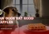 Can Dogs Eat Eggo Waffles? A Complete Guide to Sharing Your Breakfast To the dog