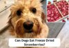 Can Dogs Eat Freeze Dried Strawberries? A Complete Guide to This Sweet Treat Can Dogs Eat Strawberries? What You Should Know Before Giving Your Dog This Sweet Treat
