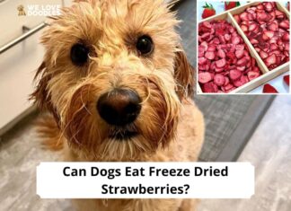 Can Dogs Eat Freeze Dried Strawberries? A Complete Guide to This Sweet Treat Can Dogs Eat Strawberries? What You Should Know Before Giving Your Dog This Sweet Treat