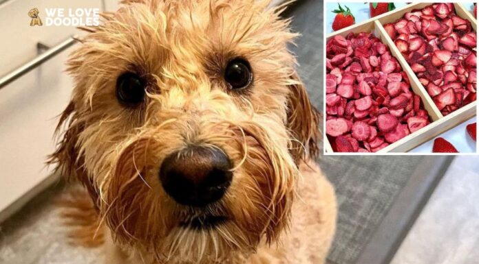 Can Dogs Eat Freeze Dried Strawberries? A Complete Guide to This Sweet Treat Can Dogs Eat Strawberries? What You Should Know Before Giving Your Dog This Sweet Treat