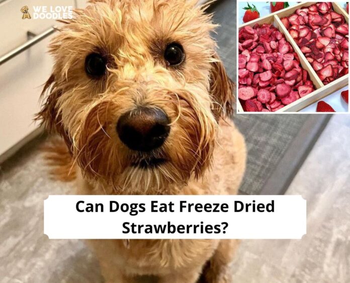 Can Dogs Eat Strawberries? What You Should Know Before Giving Your Dog This Sweet Treat