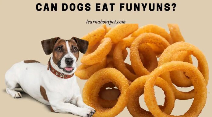 Can Dogs Have Funyuns? The Truth About This Popular Snack and Your Furry Friend I have a 20lb dog. It ate a piece of a funyuns chip. Jazmin 5