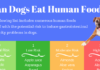 When Can Puppies Eat Human Food: A Complete Guide to Safe Feeding The Dos & Don'ts of Feeding People Food to Puppies