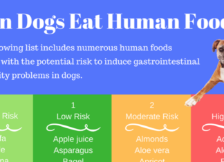 When Can Puppies Eat Human Food: A Complete Guide to Safe Feeding The Dos & Don'ts of Feeding People Food to Puppies