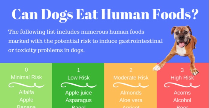 The Dos & Don'ts of Feeding People Food to Puppies