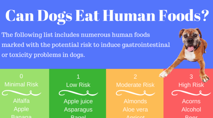 When Can Puppies Eat Human Food: A Complete Guide to Safe Feeding The Dos & Don'ts of Feeding People Food to Puppies