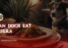 Can Dogs Eat Injera? A Complete Guide to Feeding Ethiopian Bread to Your Pup Can Dogs Eat Injera? Vet
