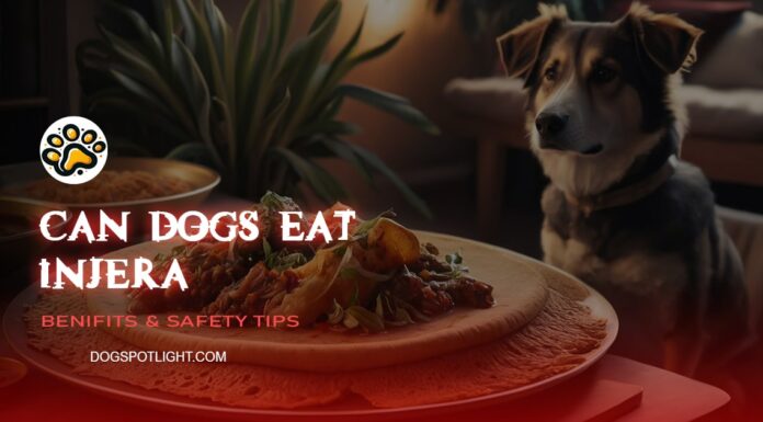 Can Dogs Eat Injera? A Complete Guide to Feeding Ethiopian Bread to Your Pup Can Dogs Eat Injera? Vet
