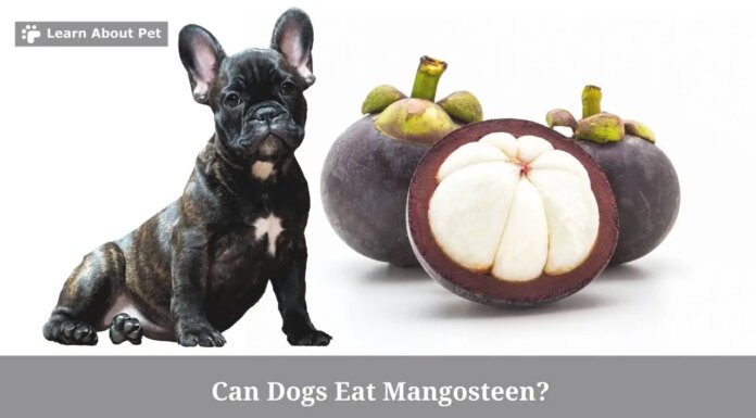 Can Dogs Have Mangosteen? A Complete Guide to Feeding This Exotic Fruit to Your Pup Can Dogs Eat Mangosteen? Is Mangosteen Safe For Dogs?