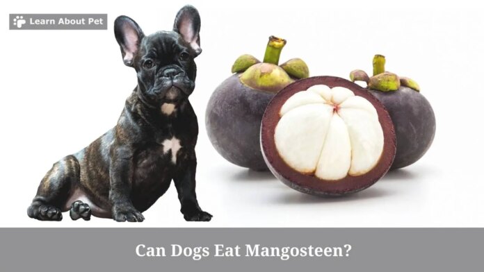 Can Dogs Eat Mangosteen? Is Mangosteen Safe For Dogs?