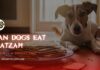 Can Dogs Eat Matzah? A Complete Guide to Sharing Passover Bread with Your Pup Can Dogs Eat Matzah or Matzo? Expert Answers on Dog Health