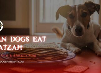 Can Dogs Eat Matzah? A Complete Guide to Sharing Passover Bread with Your Pup Can Dogs Eat Matzah or Matzo? Expert Answers on Dog Health