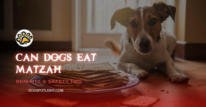 Can Dogs Eat Matzah or Matzo? Expert Answers on Dog Health