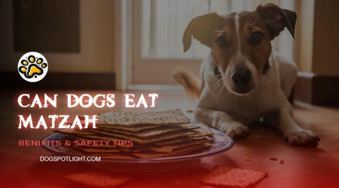 Can Dogs Eat Matzah? A Complete Guide to Sharing Passover Bread with Your Pup Can Dogs Eat Matzah or Matzo? Expert Answers on Dog Health