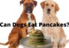 Can Dogs Eat Buckwheat Pancakes? A Tail-Wagging Guide to Safe Treats Banana buckwheat pancakes for dogs