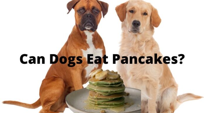 Can Dogs Eat Buckwheat Pancakes? A Tail-Wagging Guide to Safe Treats Banana buckwheat pancakes for dogs