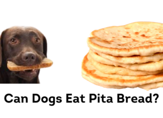 Can Dogs Eat Pita Bread? A Complete Guide to Sharing This Mediterranean Staple My 40 lb dog ate 3 1/3 pita breads but very little of the plastic bag. This was about 3 hours ago. His stomach/chest