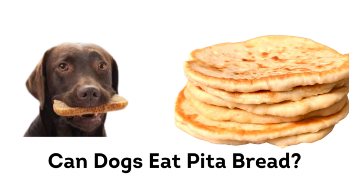Can Dogs Eat Pita Bread? A Complete Guide to Sharing This Mediterranean Staple My 40 lb dog ate 3 1/3 pita breads but very little of the plastic bag. This was about 3 hours ago. His stomach/chest
