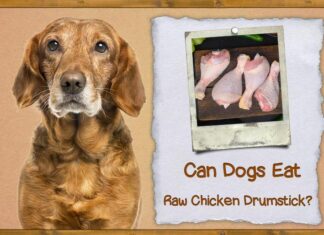 Help! My Dog Ate Raw Chicken Drumsticks – What Should I Do? Can Dogs Eat Raw Chicken Drumsticks? Expert Answers & Advice