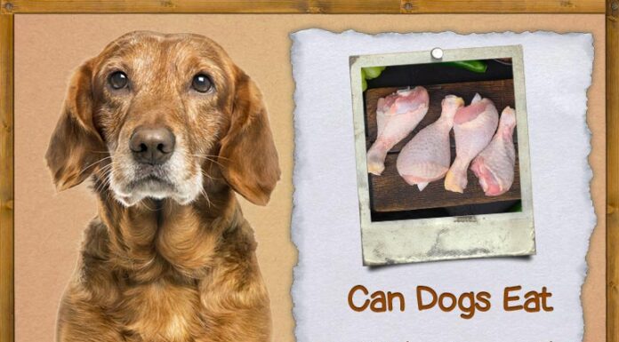 Help! My Dog Ate Raw Chicken Drumsticks – What Should I Do? Can Dogs Eat Raw Chicken Drumsticks? Expert Answers & Advice