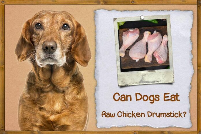 Can Dogs Eat Raw Chicken Drumsticks? Expert Answers & Advice