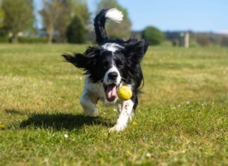 Can Dogs Eat Chicken Gizzards and Hearts? A Complete Guide to These Nutritious Organ Meats Everything You Need to Know: Chicken Hearts for Dogs