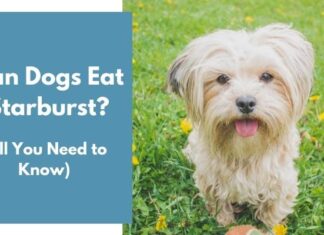 Can Dogs Have Starburst? A Sweet Guide to Candy Safety for Your Furry Friend My dog ate an entire bag of starburst candies