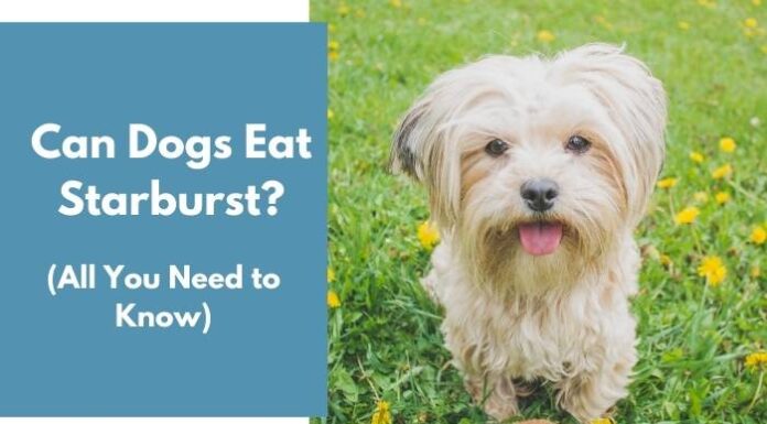 Can Dogs Have Starburst? A Sweet Guide to Candy Safety for Your Furry Friend My dog ate an entire bag of starburst candies