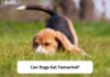 Can Dogs Eat Tamarind? A Complete Guide to Feeding This Tropical Fruit to Your Pup My dog ate a bag of tamarind candy