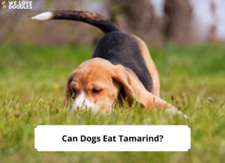 Can Dogs Eat Tamarind? A Complete Guide to Feeding This Tropical Fruit to Your Pup My dog ate a bag of tamarind candy