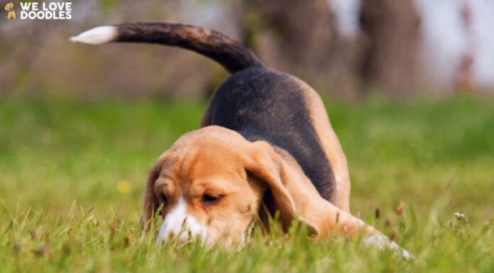 Can Dogs Eat Tamarind? A Complete Guide to Feeding This Tropical Fruit to Your Pup My dog ate a bag of tamarind candy