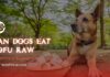 Can Dogs Eat Tofu Raw? A Complete Guide to Feeding Tofu to Your Furry Friend Can Dogs Eat Tofu?